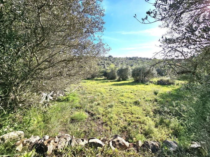 Terreno para Venda em Alcantarilha e Pêra Foto 3