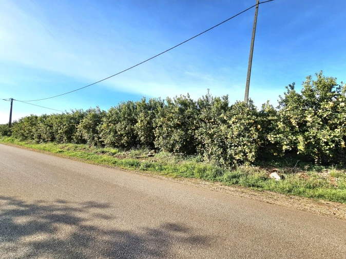 Terreno para Venda em Alcantarilha e Pêra Foto 6