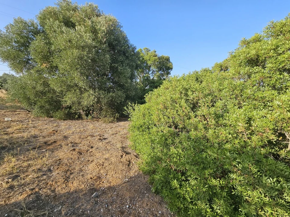 Terreno para Venda em Alcantarilha e Pêra Foto 2