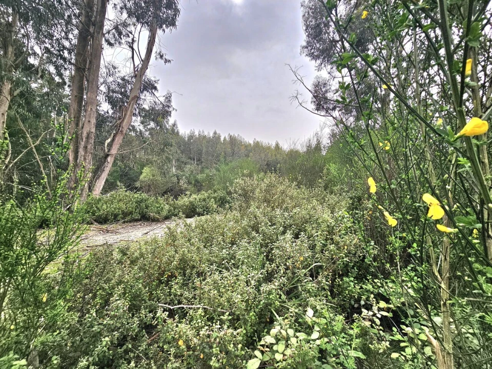 Terreno para Venda em Monchique Foto 5