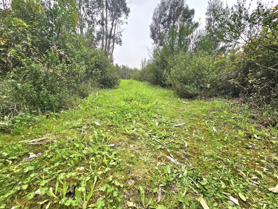 Terreno para Venda em Monchique Foto 8