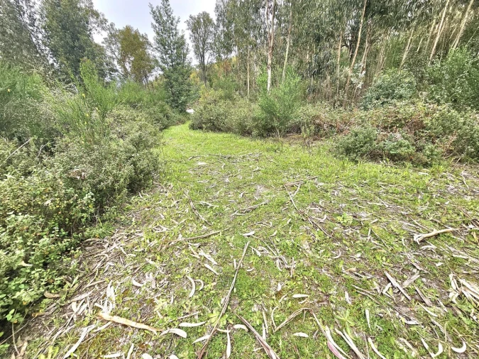 Terreno para Venda em Monchique Foto 6