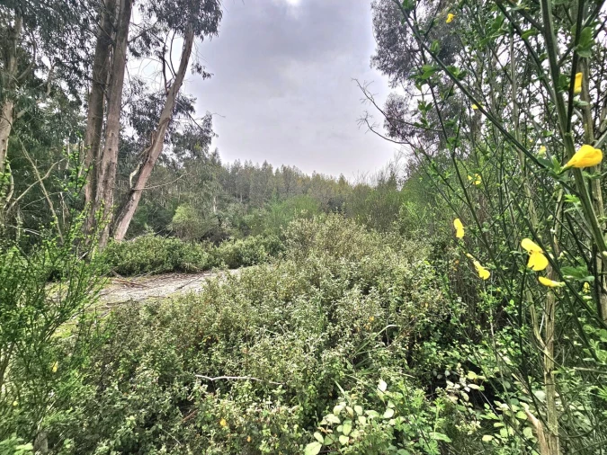 Terreno para Venda em Monchique Foto 5