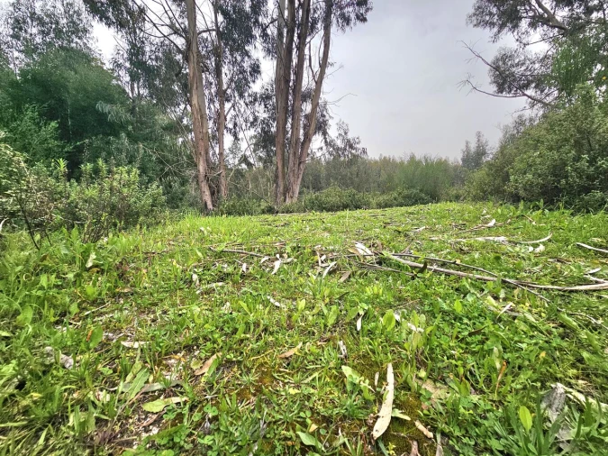 Terreno para Venda em Monchique Foto 7