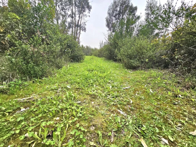 Terreno para Venda em Monchique Foto 8