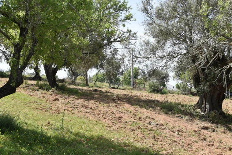 Terreno para Venda em Paderne Foto 24