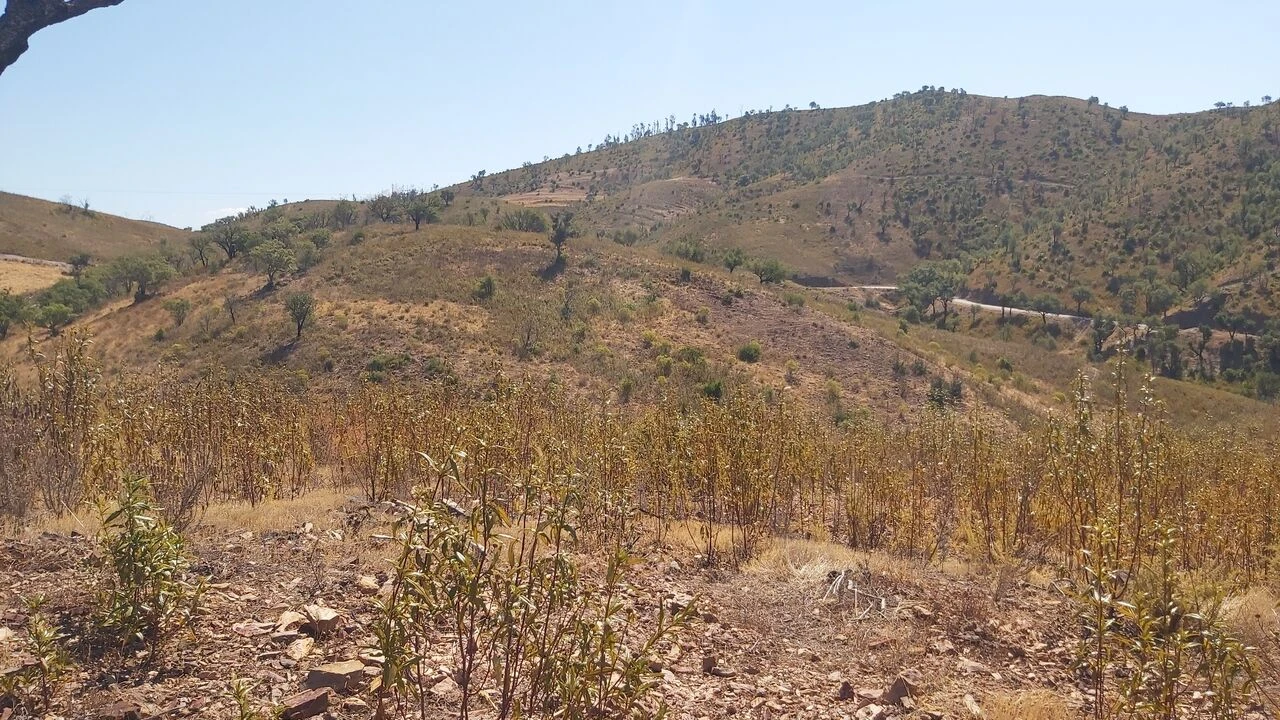 Quinta T36 para Venda em São Bartolomeu de Messines Foto 21
