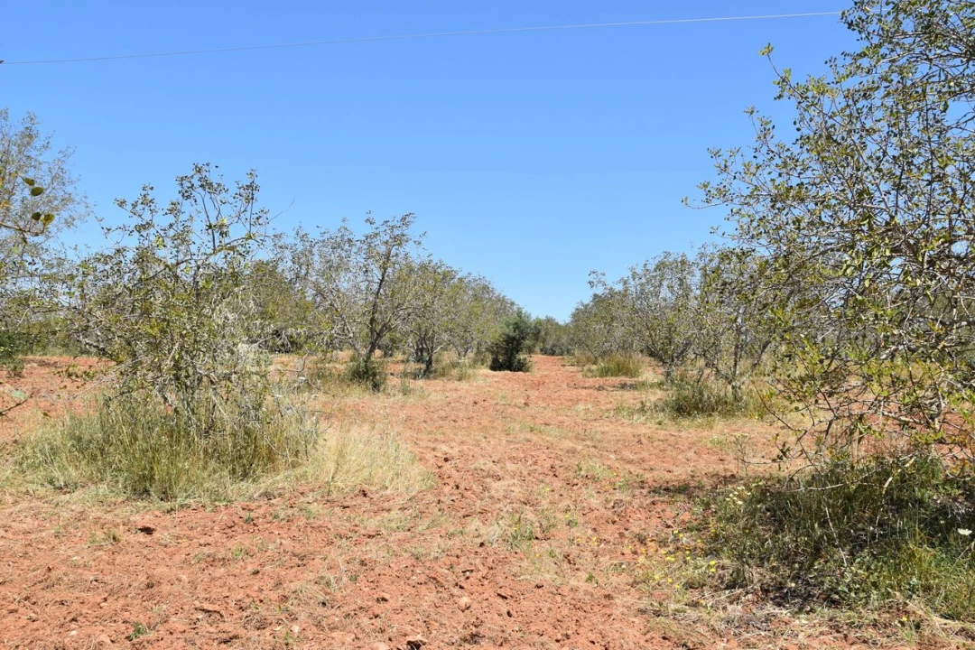 Terreno para Venda em Paderne Foto 2
