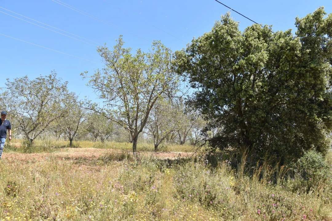 Terreno para Venda em Paderne Foto 8