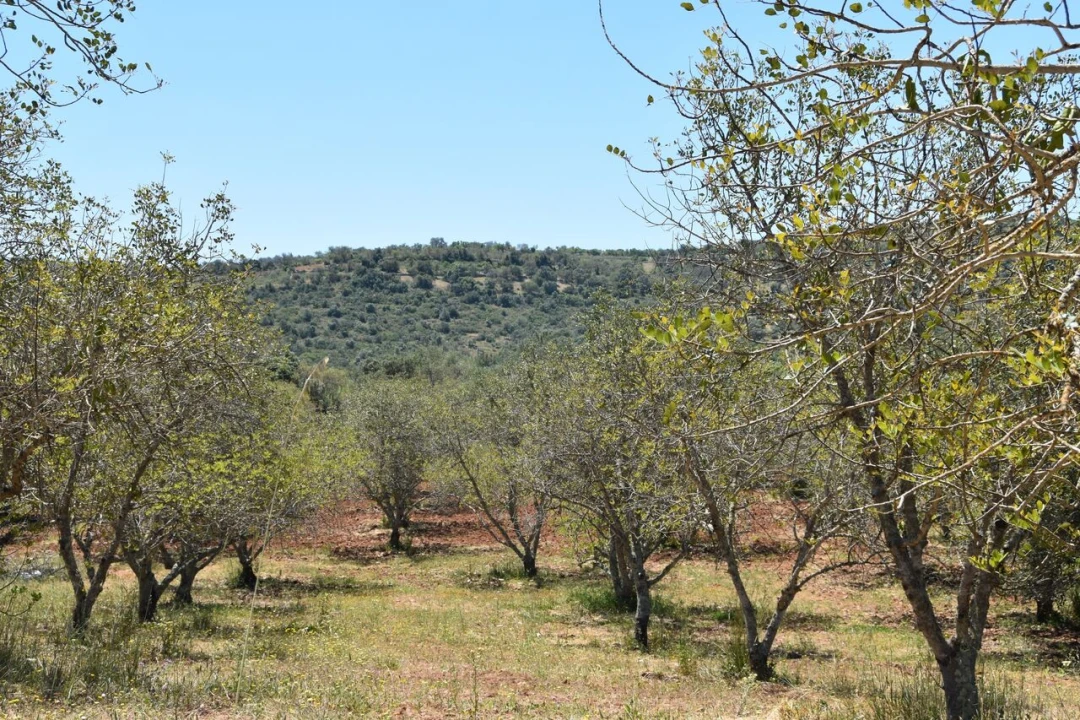 Terreno para Venda em Paderne Foto 15