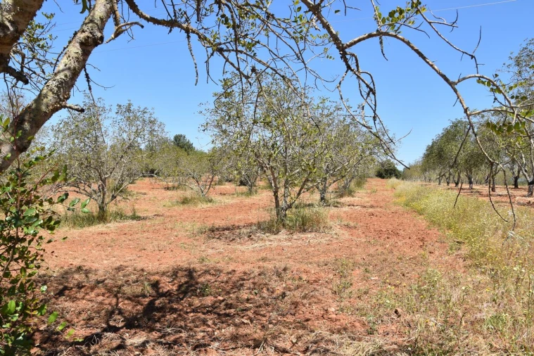 Terreno para Venda em Paderne Foto 5