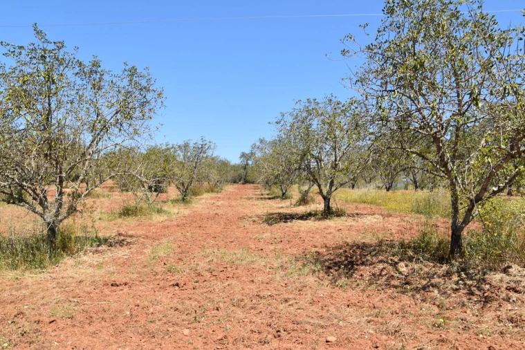 Terreno para Venda em Paderne Foto 6