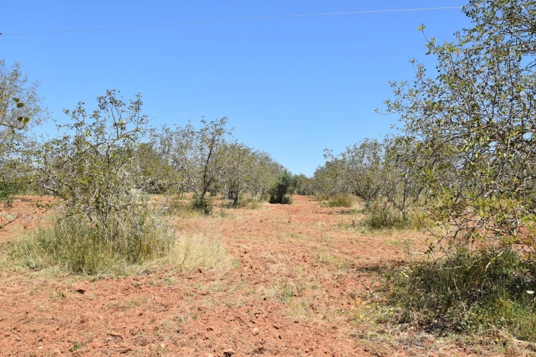 Terreno para Venda em Paderne Foto 2
