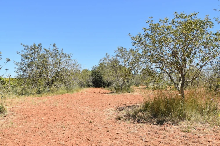 Terreno para Venda em Paderne Foto 4