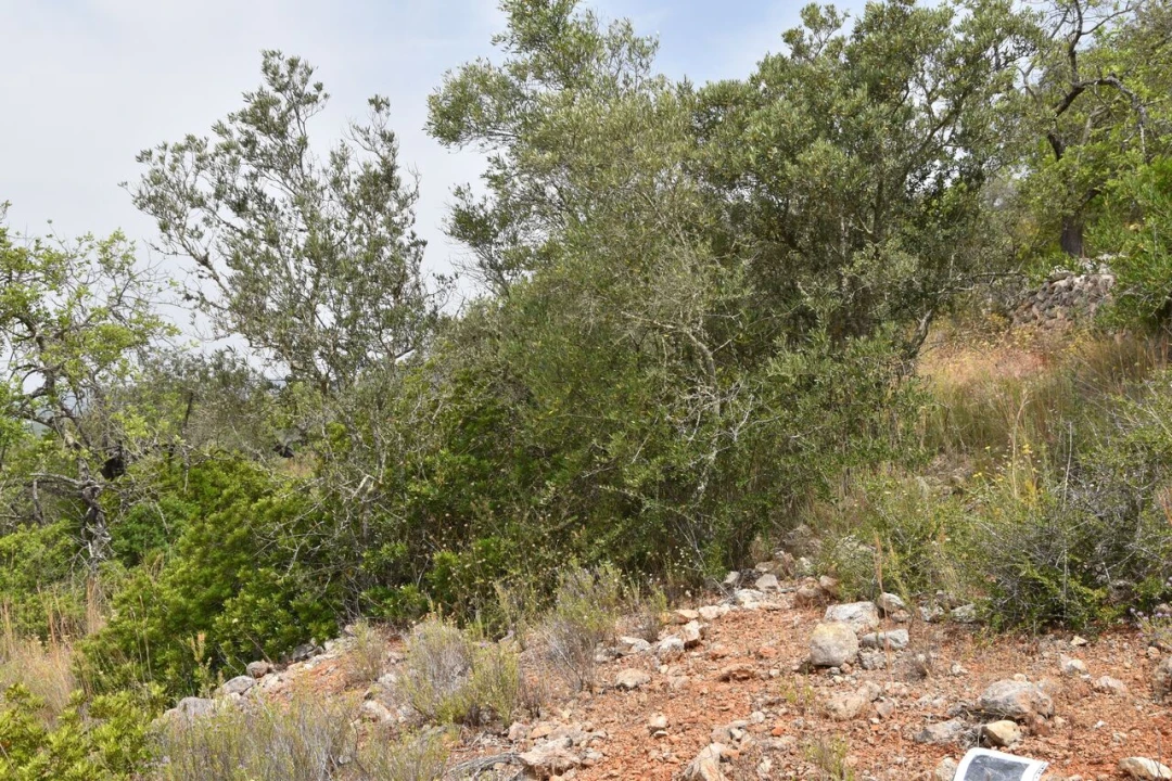 Terreno para Venda em Paderne Foto 5