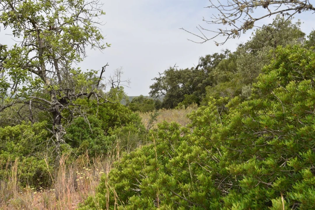 Terreno para Venda em Paderne Foto 10