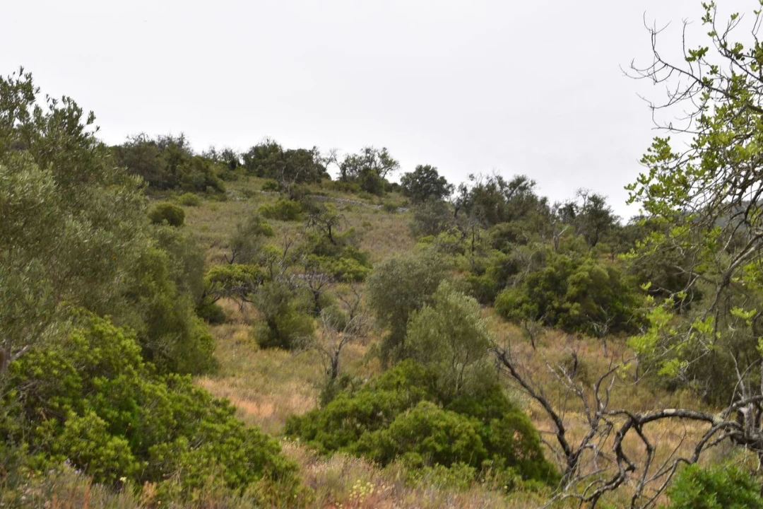 Terreno para Venda em Paderne Foto 11