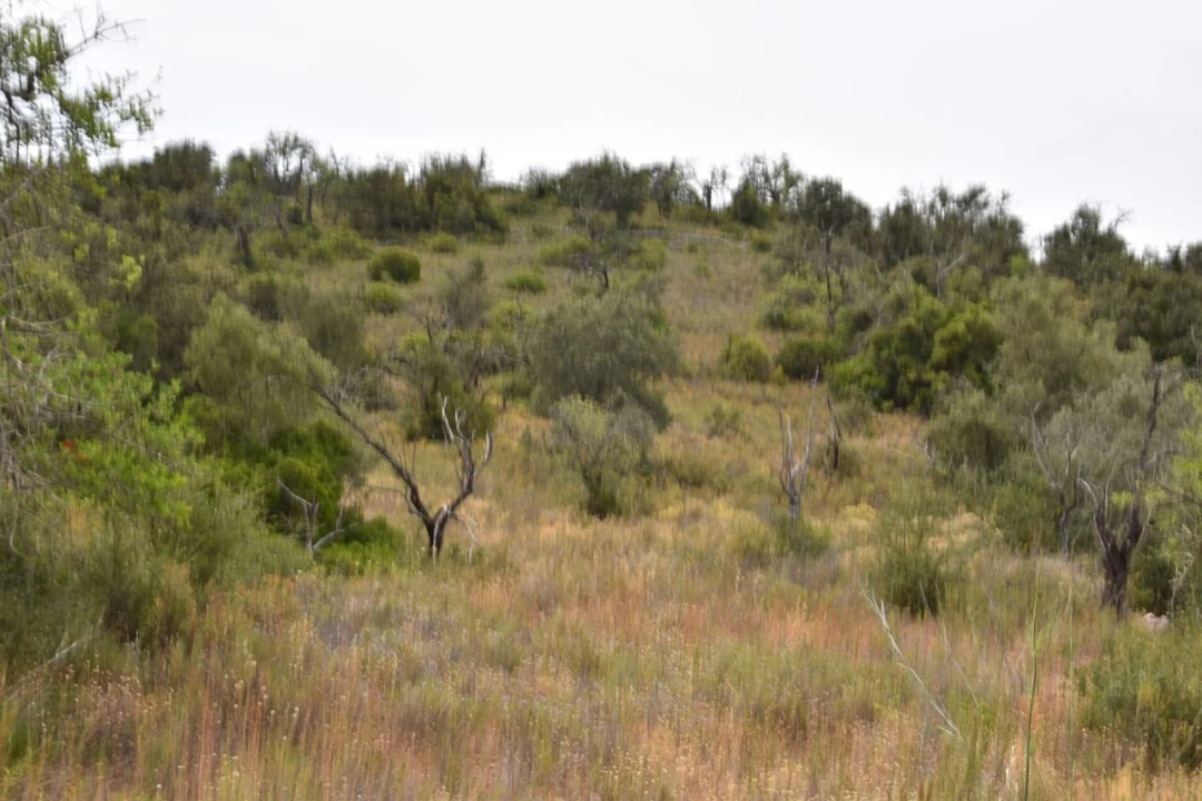 Terreno para Venda em Paderne Foto 12