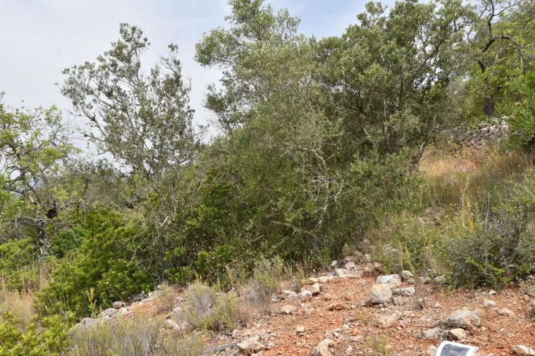 Terreno para Venda em Paderne Foto 5