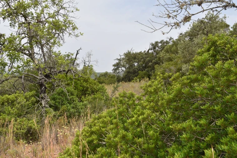 Terreno para Venda em Paderne Foto 10