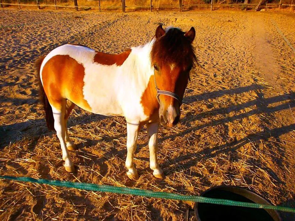 Terreno para Venda em Albufeira e Olhos de Água Foto 9
