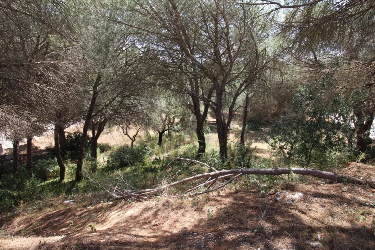 Terreno para Venda em Albufeira e Olhos de Água Foto 6