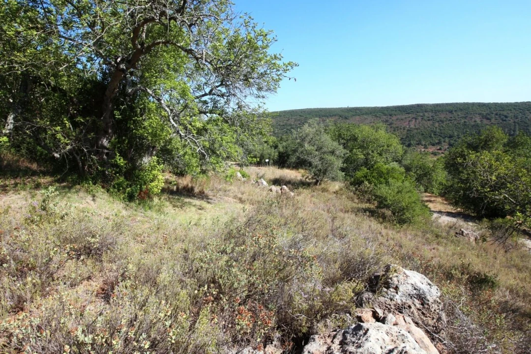 Terreno para Venda em São Bartolomeu de Messines Foto 10