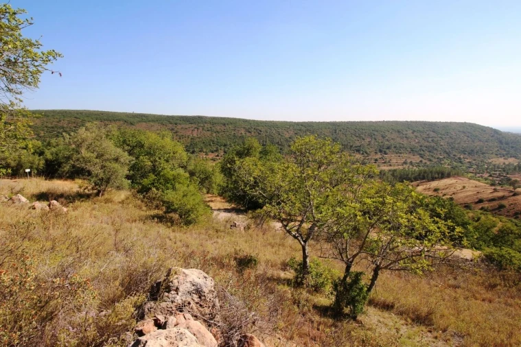 Terreno para Venda em São Bartolomeu de Messines Foto 9