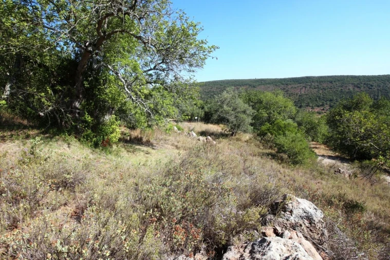 Terreno para Venda em São Bartolomeu de Messines Foto 10
