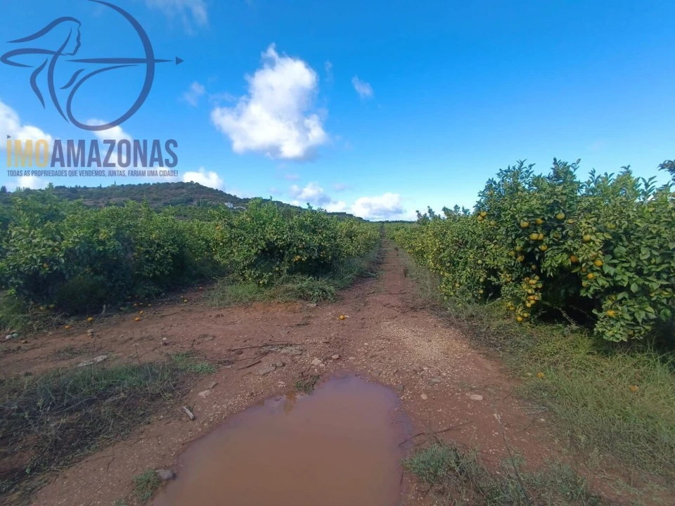 Terreno para Venda em Silves Foto 10