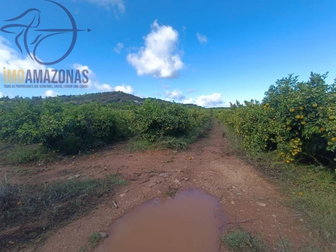 Terreno para Venda em Silves Foto 9