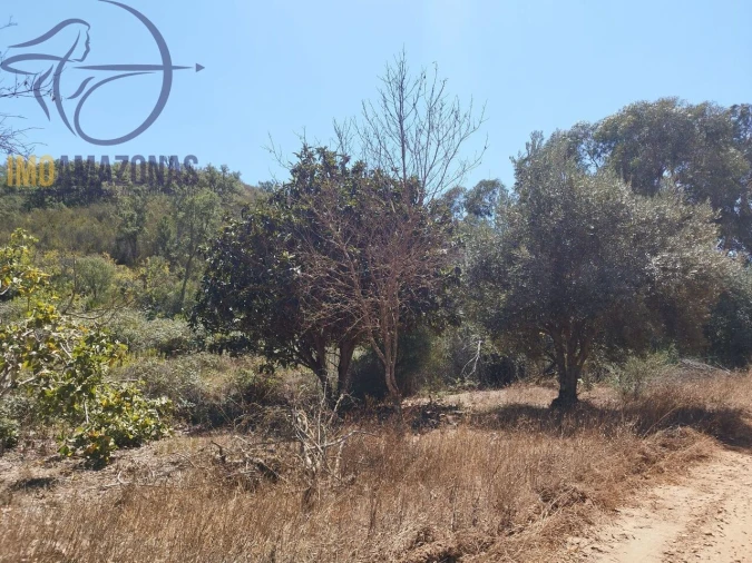 Terreno para Venda em Saboia Foto 5