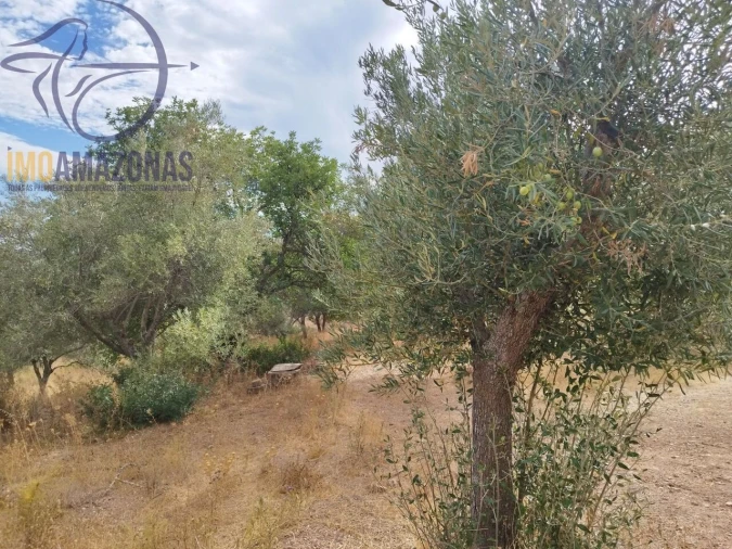 Terreno para Venda em São Bartolomeu de Messines Foto 9