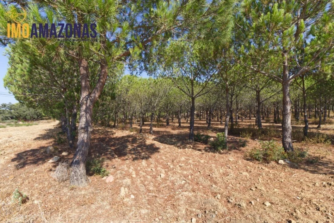 Terreno para Venda em Lagoa e Carvoeiro Foto 4