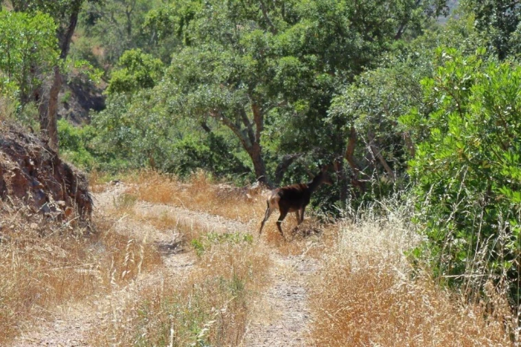 Terreno para Venda em São Bartolomeu de Messines Foto 8
