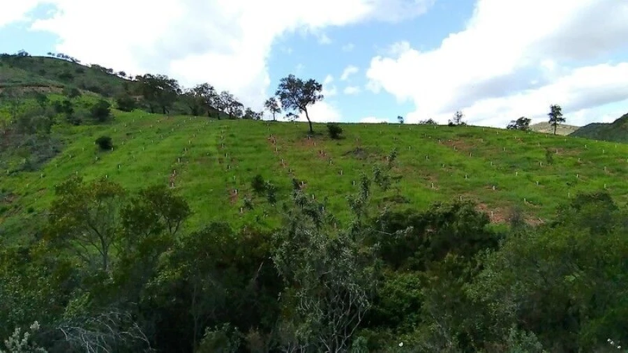 Terreno para Venda em São Bartolomeu de Messines Foto 13