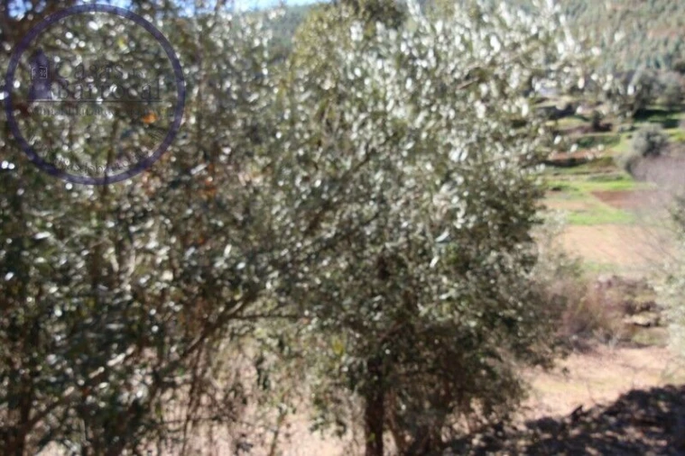 Moradia T2 para Venda em Monchique Foto 9