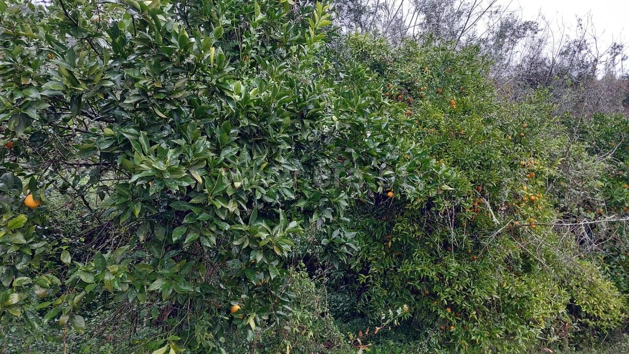 Terreno para Venda em Melres e Medas Foto 2