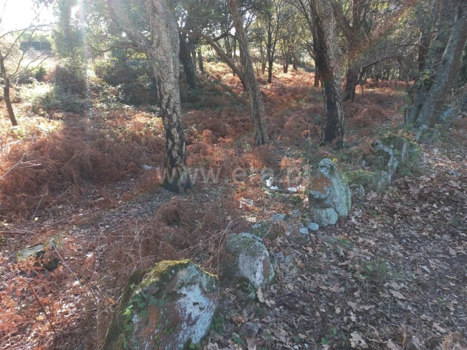 Terreno para Venda em Oliveira do Douro Foto 5