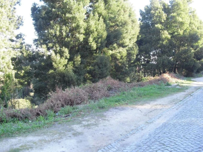 Terreno para Venda em Oliveira do Douro Foto 3