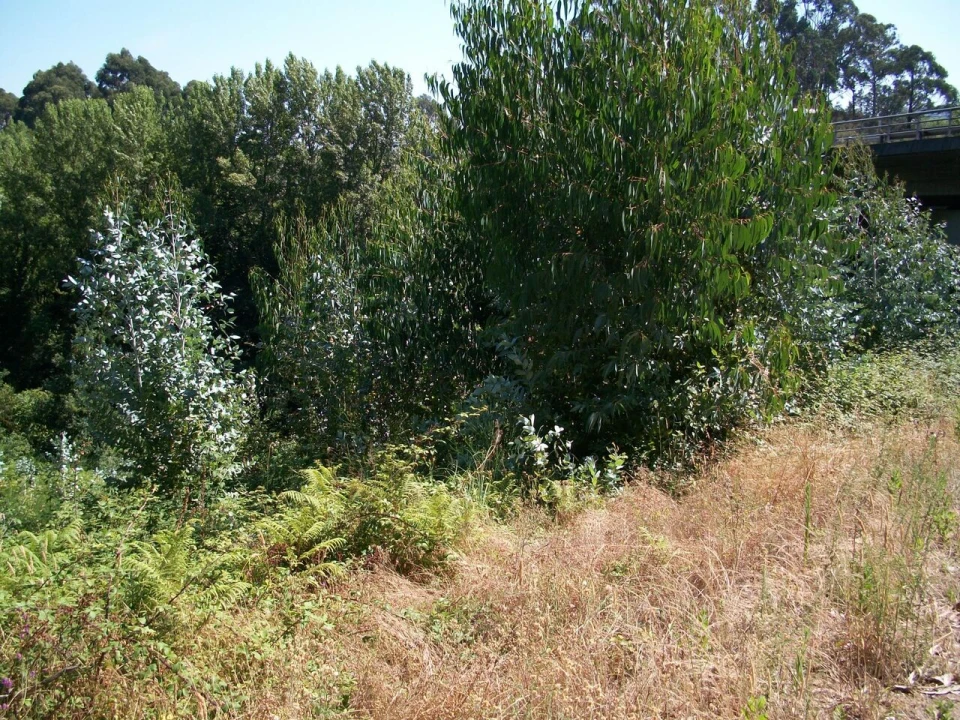 Terreno para Venda em Oliveira do Douro Foto 3