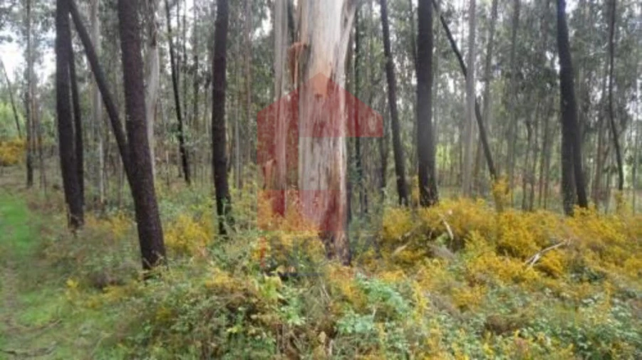 Terreno para Venda em Freiriz Foto 1