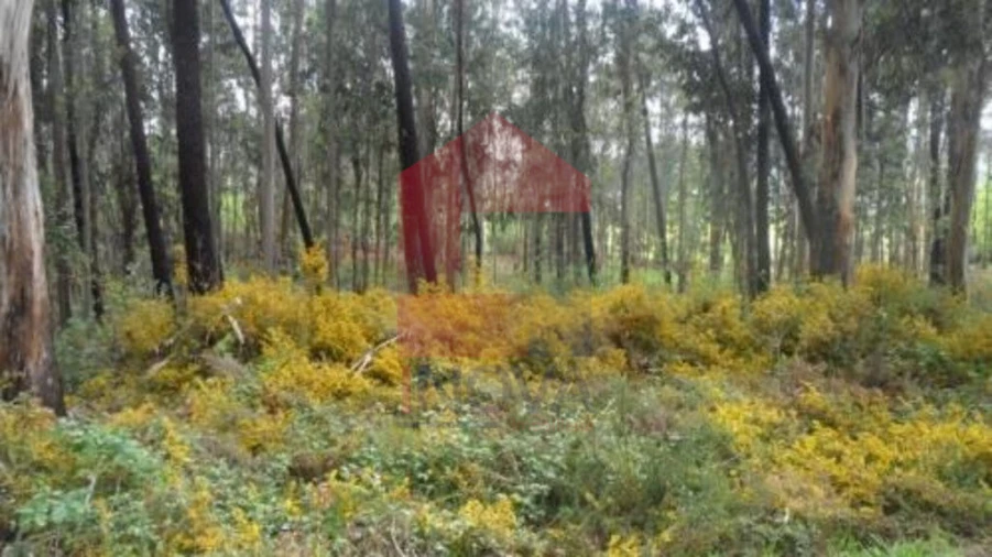 Terreno para Venda em Freiriz Foto 2