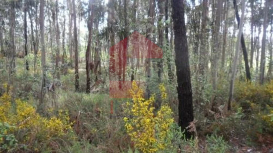 Terreno para Venda em Freiriz Foto 3