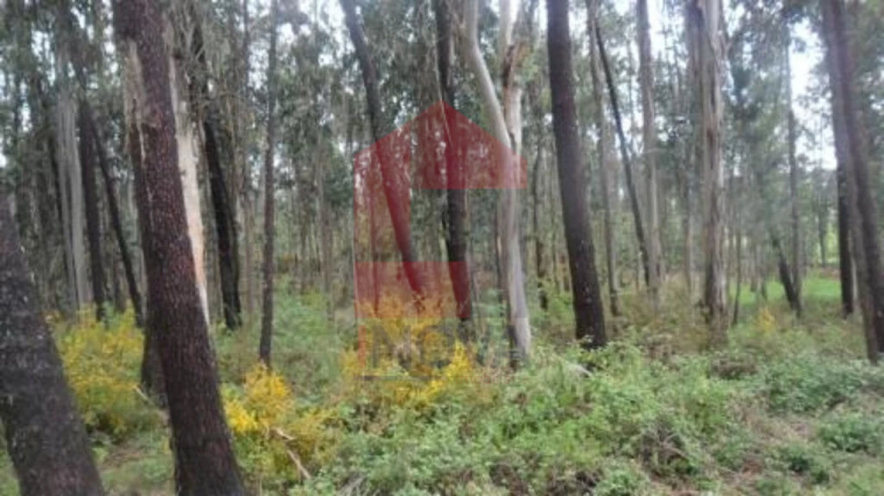 Terreno para Venda em Freiriz Foto 6