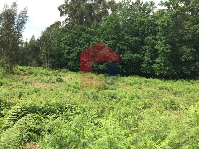 Terreno para Venda em Vila Verde e Barbudo Foto 3
