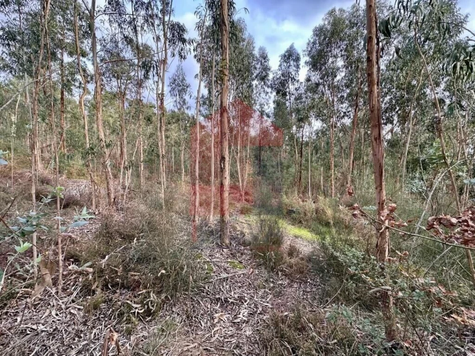 Terreno para Venda em Cervães Foto 3