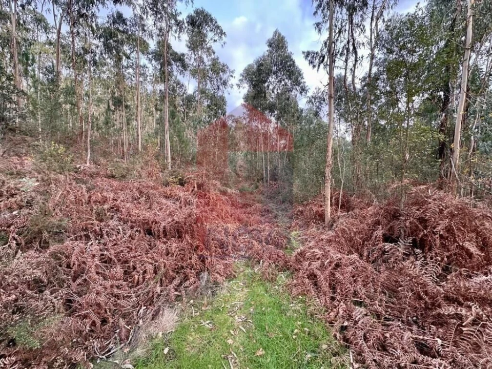 Terreno para Venda em Cervães Foto 6