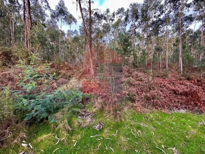 Terreno para Venda em Cervães Foto 5