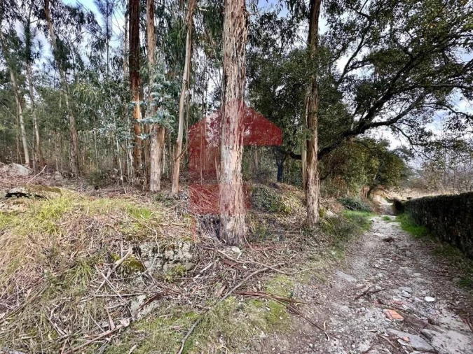 Terreno para Venda em Cervães Foto 9